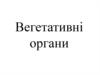 Вегетативні органи