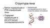 Регуляция транскрипции и структура гена. (10 класс)
