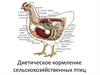 Диетическое кормление сельскохозяйственных птиц