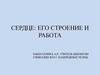 Сердце: его строение и работа