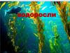 Водросли. Место водорослей среди растений
