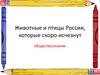 Животные и птицы России, которые скоро исчезнут