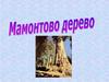 Мамонтово дерево