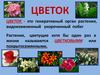 Цветок. Строение цветка