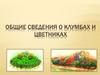 Общие сведения о клумбах и цветниках