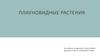 Плауновидные растения