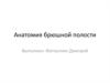 Анатомия брюшной полости