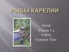 Рыбы Карелии