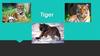 Tiger. Fact