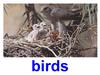 Birds