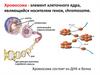 Хромосома как носиталь генов