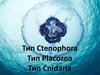 Тип Ctenophora. Тип Placozoa. Тип Cnidaria