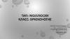 ип: Моллюски. Класс: Брюхоногие.(7 класс)