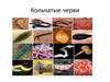 Кольчатые черви