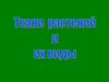 Ткани растений и их виды