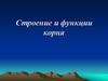 Строение и функции корня