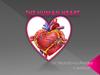 The Human Heart
