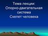 Опорно-двигательная система. Скелет человека