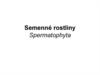 Semenné rostliny Spermatophyta