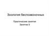 Зоология беспозвоночных. Практические занятия