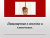 Пищеварение в желудке и кишечнике