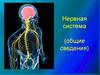 Нервная система (общие сведения)
