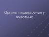 Органы пищеварения у животных