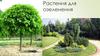 Растения для озеленения