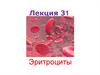 Эритроциты. Физиология эритрона
