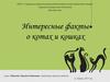 Интересные факты о котах и кошках