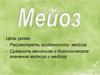Мейоз. Механизм мейоза