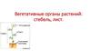 Вегетативные органы растений: стебель, лист