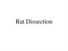 Rat Dissection