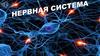 Нервная система человека