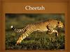 Cheetah. Appearance. Hunting