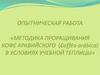 Опытническая работа «Методика проращивания кофе аравийского (cofféa arábica) в условиях учебной теплицы»