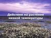 Действия на растения низкой температуры
