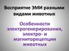 Восприятие ЭМИ разными видами животных. Особенности электрогенерирования, электро- и магниторецепции животных