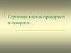 Строение клеток прокариот и эукариот
