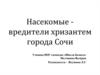 Насекомые  - вредители хризантем города Сочи