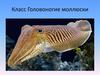 Класс Головоногие моллюски
