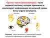 Органы чувств (анализаторы). Органы зрения