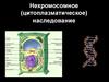 Нехромосомное (цитоплазматическое) наследование
