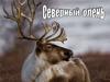 Северный олень