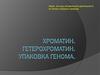 Хроматин, гетерохроматин, упаковка генома