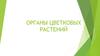 Органы цветковых растений