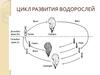Циклы развития растений