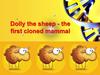 Dolly the sheep - the first cloned mammal