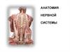 Анатомия нервной системы. (Лекция 4)