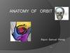 Anatomy of orbit